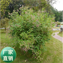 ɫ֦ӷNľNчaɢbļ^G^~N