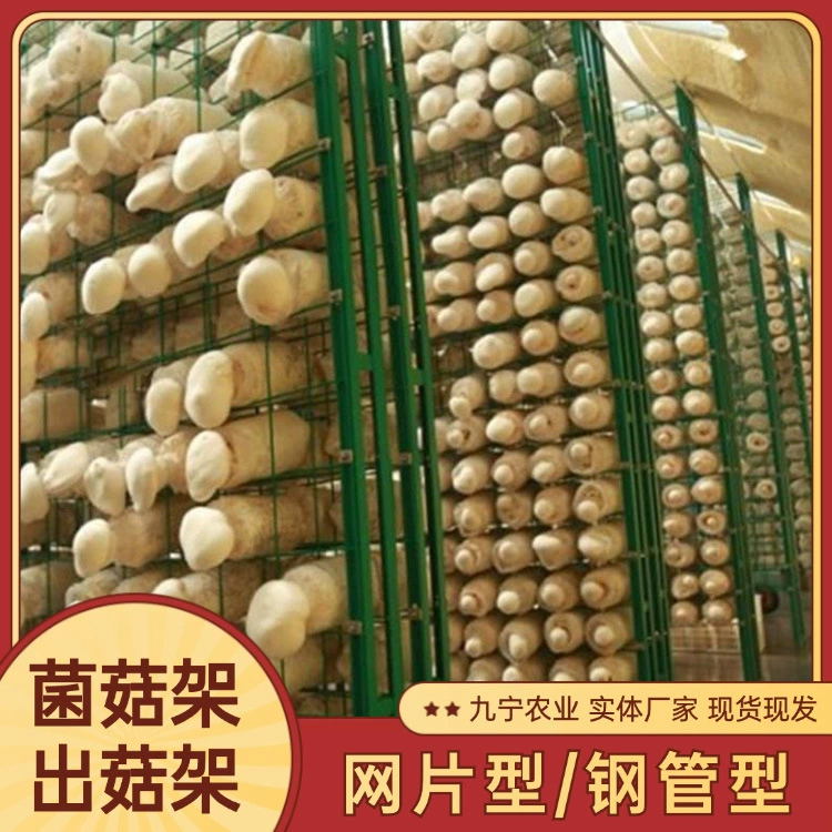 Гриб Ganoderma lucidum, золотой ухо, сетчатая стойка для грибов, сетчатый тип, многослойная теплица, стеллаж для внутреннего посадки, стеллаж для грибов