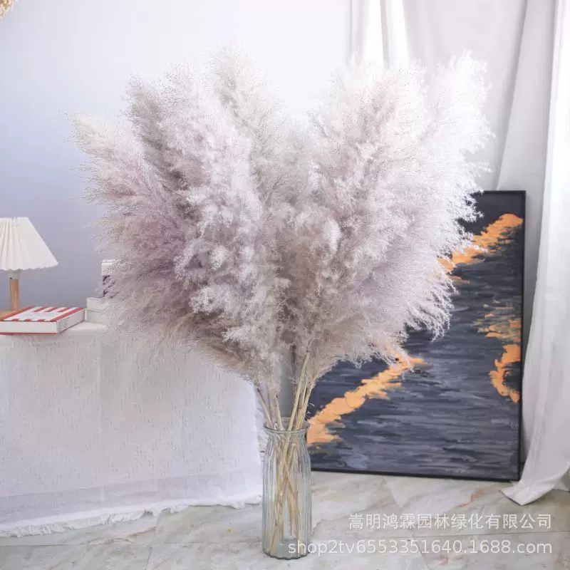 【量大优惠】天然越南大芦苇潘帕斯干花可定制颜色和长度芦苇干花