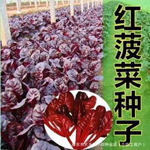 红菠菜种子特色菠菜春秋夏冬四季大叶菠菜种籽紫菠菜种子