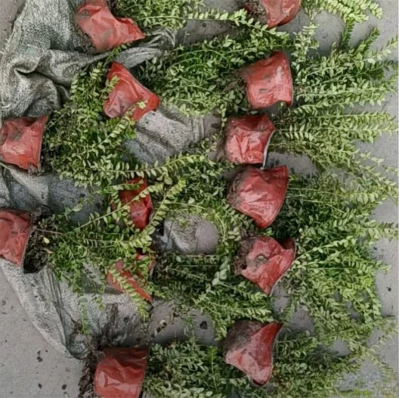 Питомник оптом жимолость 120 двойной цвет чашки саженцы Большая скидка может сделать цветок границы цвет блок саженцев растений