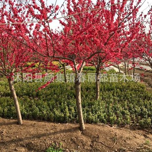 �������l���̾G����ľ���~���һ��� �t�~��÷�����LСҎ���Rȫ