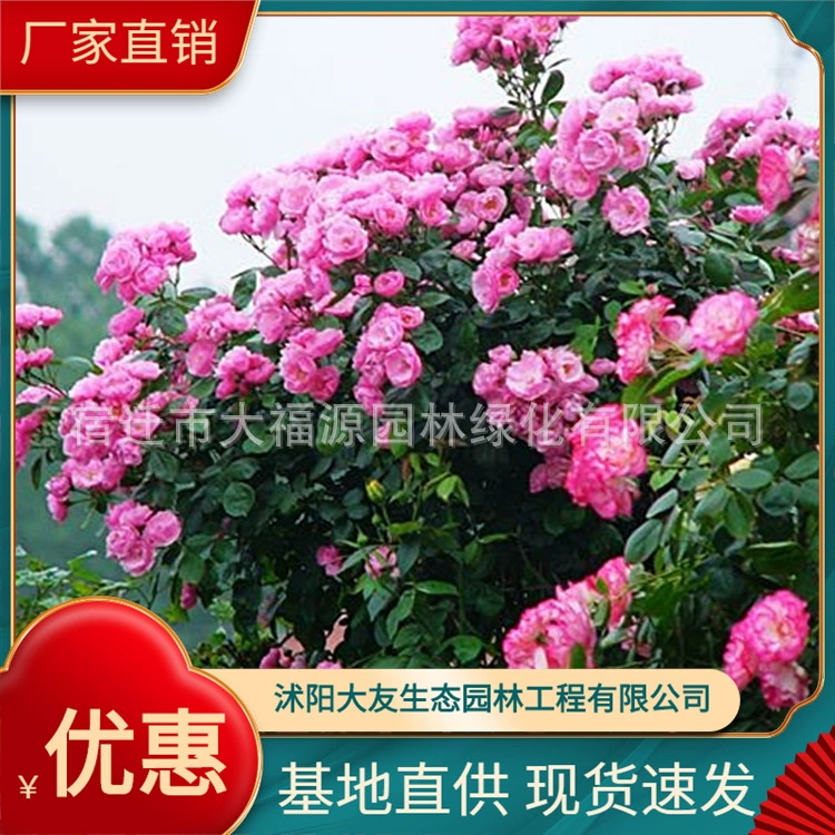 Большое количество оптовых сортов розы Angela Rose оптом лозы роза Европейская Роза