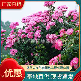 大量批发品种月季 安吉拉月季花月季批发藤本月季欧月月季