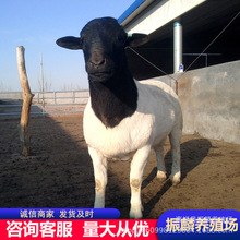 ���w���^�Ų��d��Ͱ��ް���ą^�e  �Ų�С������һֻ