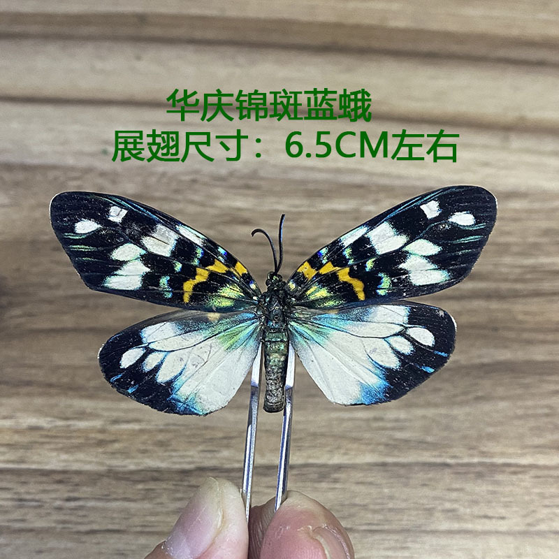 华庆锦斑蓝蛾.jpg