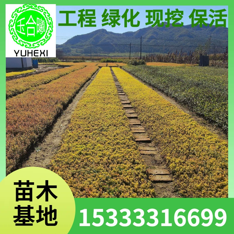 Золотая горная спирея, садовая спирея «Золотое пламя», кустарник для ландшафтного дизайна, золотая горная спирея.