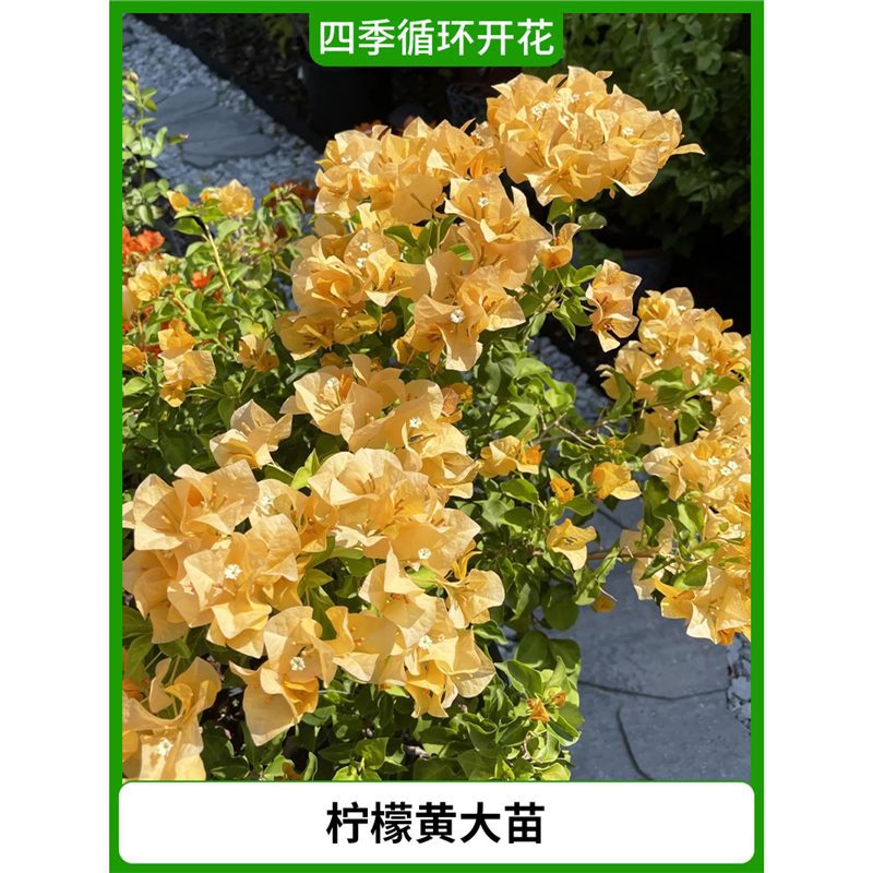 레몬옐로우 모종 [사계절 꽃이 핀다] (꽃이 담긴 원래 화분에 담겨 배송)