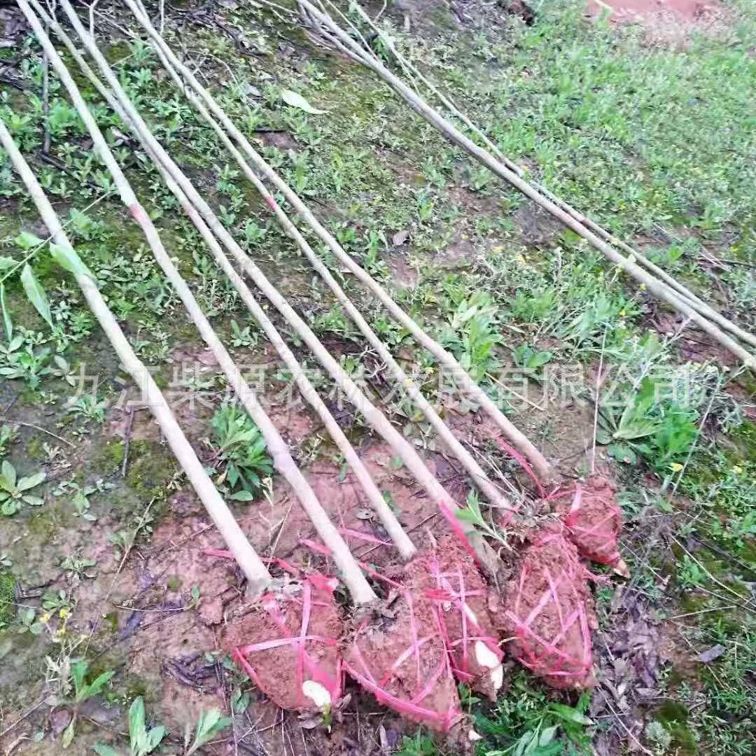 Саженцы мыльного дерева Мыльное дерево H 30cm Мыльное дерево 50cm Высота 1m Мыльное дерево в Цзюцзяне, Цзянси