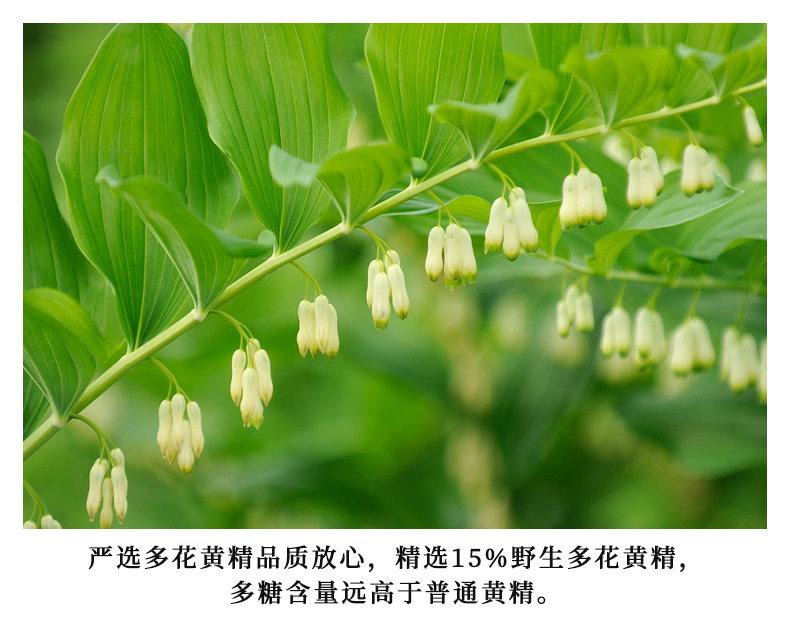 Nine-Steamed Nine-Sun-Dried Wild Huang Jing Tea 500g Polygonatum Rhizome Herbal Infusion for Daily Wellness quality and texture