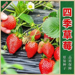 �ļ��t���Ͳ�ݮ�N�����԰ײ�ݮˮ���N��ԭ�b�ļ��߲˷N�Ӵ�ȫ���l