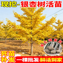 银杏树活苗带土金叶白果树苗庭院别墅盆栽园林工程绿化大树风景树