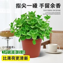 ���������Կ�ʳ�þGֲ���ֲ��������һĨ�㇊����������՚⻨��