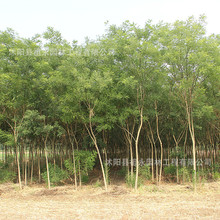 @ֹ̾GľеLͥԺ^~ֲ޽ӇС