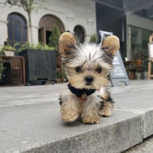 ���l���N�s������Ȯ���w����С������С��