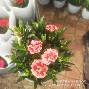 Qingzhou Breeding Carnation Flower Seedlings Potted Carnation Plug Seedlings Wholesale Large Quantity Discount