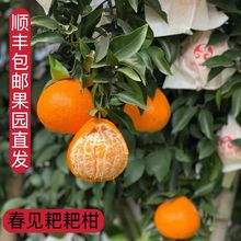 爱媛38果冻当季新鲜孕妇水果四川应季橙子超甜薄皮整箱批发