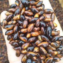 金丝楠木树种子四川小叶楠细叶金丝楠桢楠南木种子