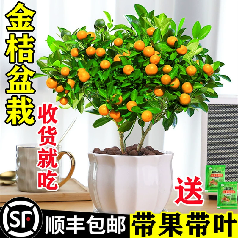 Четыре сезона Рассада дерева кумкват Комнатные растения с фруктами Гостиная Счастливые растения Комнатные цветы Зеленые растения Маленький оранжевый бонсай Новогодний цветок
