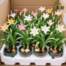风雨兰种球重瓣浓香型葱兰韭兰石蒜盆栽阳台庭院花卉绿植带芽耐寒