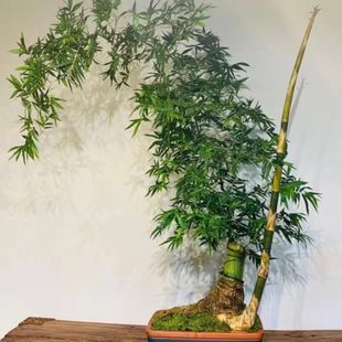 ����С�~�{���Ϙ���ѿ��������������ӿ͏dͥԺ����Gֲ���Գ�Ʒ