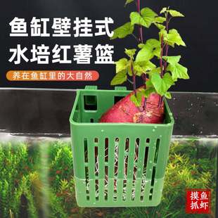 �~��ˮ�ඨֲ�@�ڒ�ʽˮ�ݱ�ˮ���~���쾰�b����ͦˮֲ��Nֲ�@