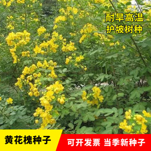 Factory Wholesale Yellow Locust Seeds Yellow Locust Tree Seeds Yellow Cassia Shrub Tree Seeds Forest Reclamation Slope Protection Shrub Plants