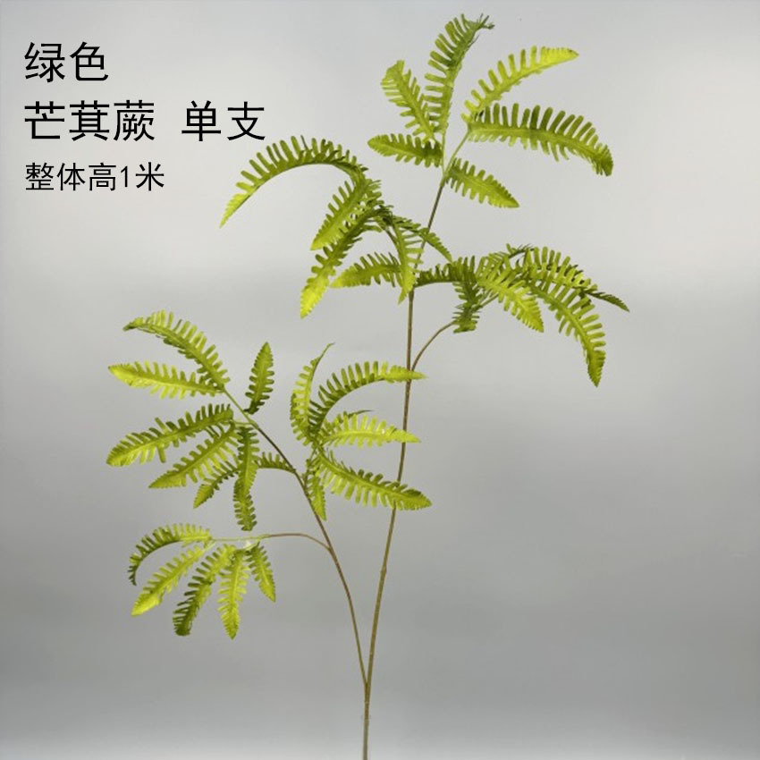 Helechos de Osmanthus - verde
