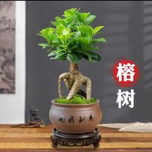 ˅С~Ř辰ֲ̨҃ԾGֲعϘBļ