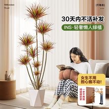 好养植物落地北欧网红七彩铁千年木ins风室内盆栽客厅办公室绿植