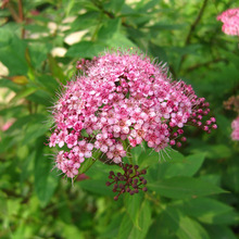 ���ܷN�� �����շN�� ���������� �������� ��ɽ����