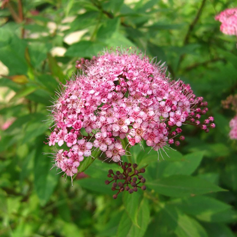 Семена Цветов Спирея Семена Спирея Рассада Спирея Мяч Цзиньшань Золотое Пламя