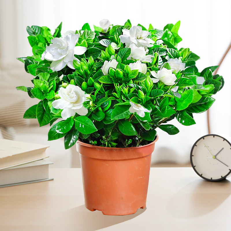 【새싹 있음】부티크 120#치자나무(원래 화분 흙) + 영양액