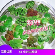 水上浮萍 水上浮萍品牌 图片 价格 水上浮萍批发 阿里巴巴