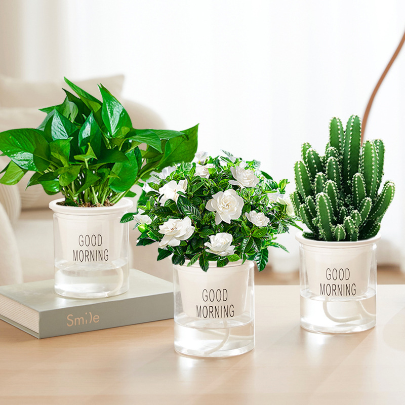 완중산 + 치자나무 + 포토스(좋은 아침 분지) + 영양액