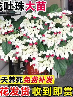 �����黨���Ԏ������Ϙ��r��ֲ���҃ȿ͏d�̨�ļ����ܻܾGֲ�͟�