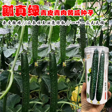 �S�ϷN����Ƥ�Gȿ�������S�ϷN��һ�~һ���r���׷N���ﲥ�߲˷N��