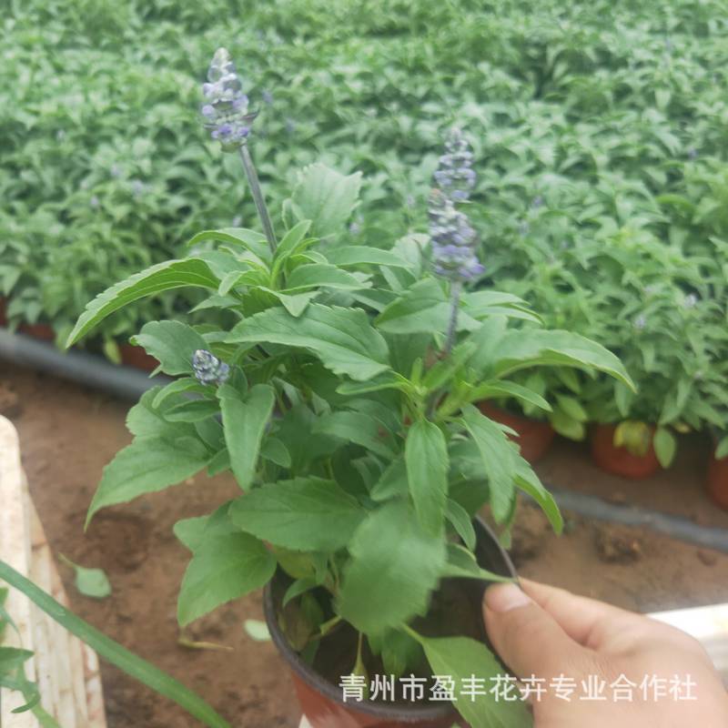 微信图片_202111101328071_1