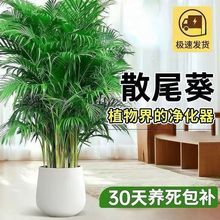 ���FҬ�Ә�ɢβ�������҃ȾGֲ�W�tֲ��͏d�����k����ǰ̨�Pβ��