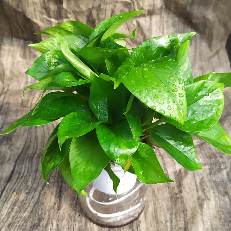 Oficina de árboles ricos para cultivar pequeñas plantas verdes en maceta, flores de arroz, plantas de mesa hidropónicas de orquídea de tigre image 6