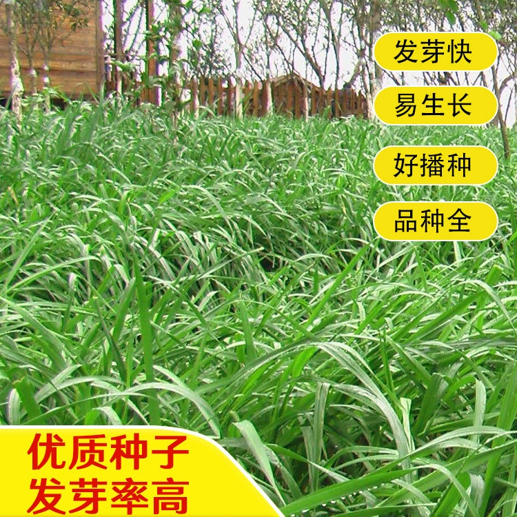 Семена травы Гао Дан для разведения свиней, крупного рогатого скота, овец, рыбы, креветок, крабов, птицы и скота; легко выращиваемые гибридные всесезонные кормовые семена травы Гао Дан.