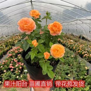 �¼�����֭�̨ͥԺ����ֲ�������Nޱ�ļ�õ�廨�玧����������