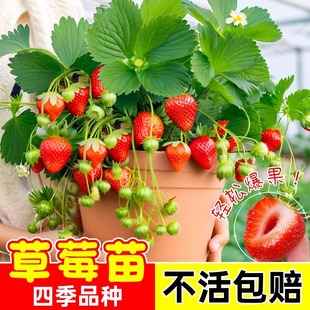 Red Strawberry Seedlings Potted Balcony Planting Cream Strawberry Seedlings Bear Fruit in All Seasons with Soil and Leaves and Can Be Planted in the North and South