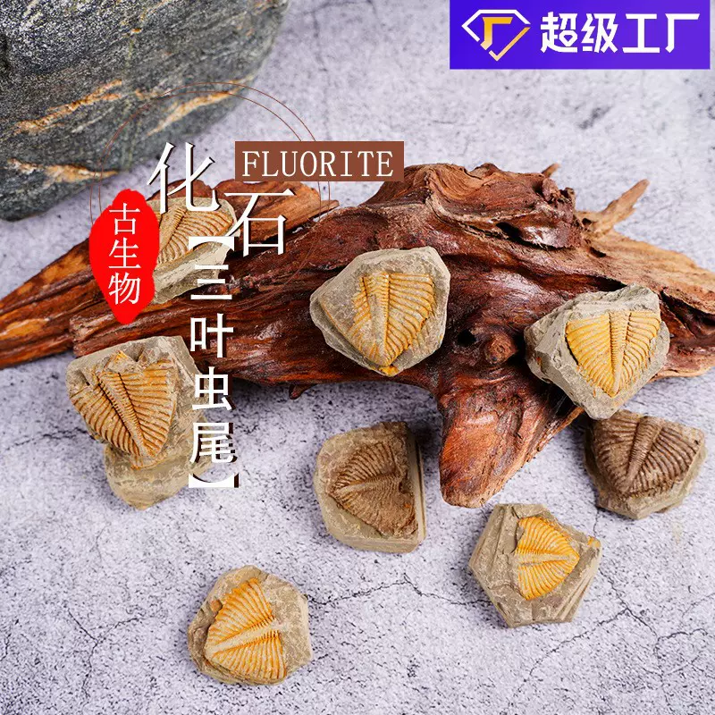 天然古生物化石昆虫标本三叶虫尾摆件考古原石水晶恐龙石头菊石