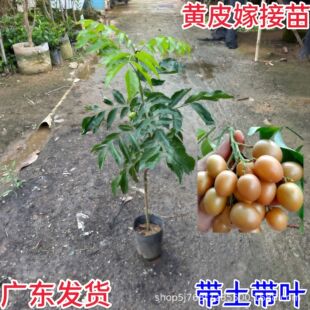 �SƤ���޽Ӵ���޽ӟo�˴���u�ĺڽ������������Ϸ��Nֲ�SƤ