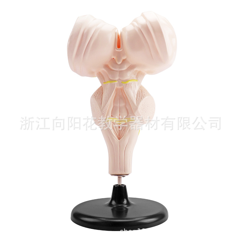 厂家供应 3315 脑干放大模型 初高中生物实验教学模型