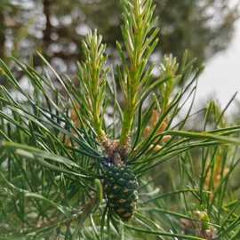 马尾松 基地直发绿化树马尾松树苗行道树