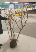 һ�����lͥԺֲ��Y����Y�㻨��Y���С���������Y��������ϲ