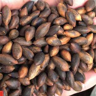 �²ɽ�z�ľ�N�����ڽ�z�ľ��N��С�~�E骘�N����骷N��