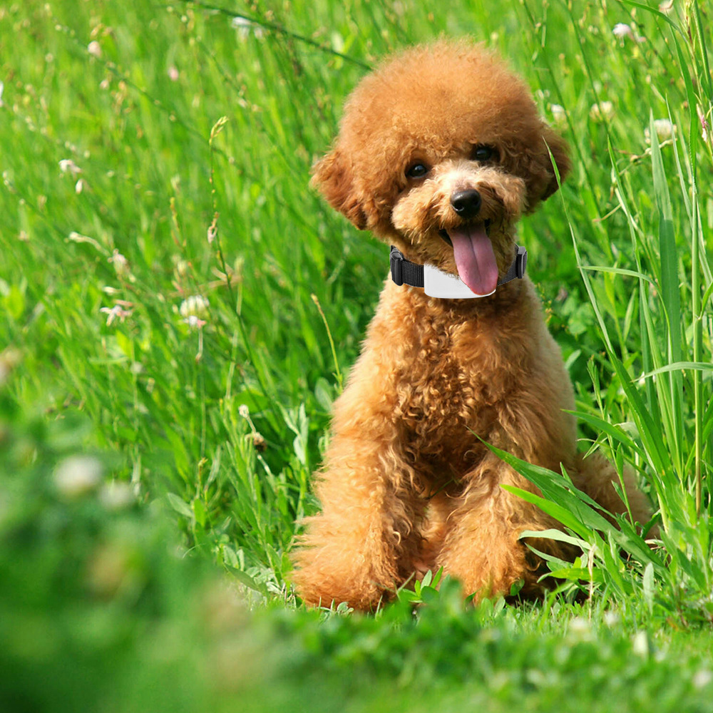 Wifi+Gps+Lbs Positioning Adsorption Charging Tk911 Pet Cat and Dog Gps Tracking Locator